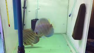 Discus spawn altum flora x blue turquoise [upl. by Beauvais]