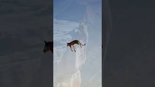 Mountain Lion’s Epic Leap [upl. by Etnomal]