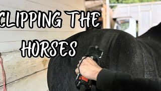 CLIPPING MY HORSES MYSELF  Oddly satisfying  Get ready for the last horse show of the year [upl. by Lafleur]