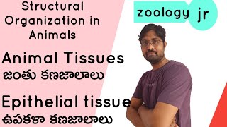 Animal tissues Epithelial tissueclass 11jr zoology [upl. by Gannes]