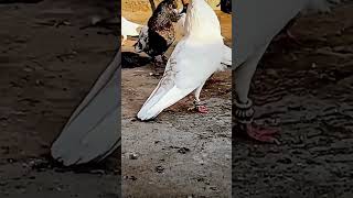 pigeon vijaythalpathy love kabootar loveyou birds pigeon shortvideo shayari [upl. by Lipp]