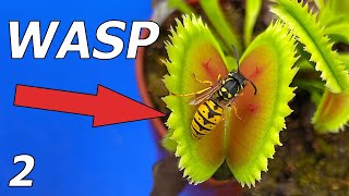 Wasp vs Venus Flytrap  Event 2 [upl. by Nel]