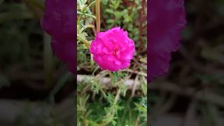 Portulaca Plant Care In Winter😊  सर्दियों में पोर्टुलाका प्लांट की देखभाल shorts portulaca [upl. by Eanert]