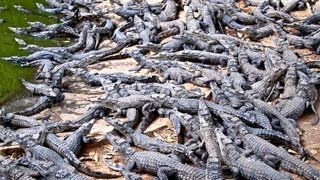 Croc Farm Ivato 10000 crocodiles ready to be turned into a kebab or handbag [upl. by Orlantha]