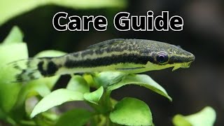 How To Care For Otocinclus Otto Cat  Dwarf suckers [upl. by Schramke]