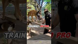 Pro Dogtraining 🔥k9 k9dog tactical DogTraining dogoftiktok k9dog dogtraining [upl. by Lyrahs]