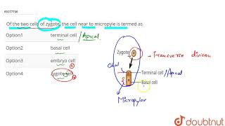 Of the two cells of zygote the cell near to micropyle is termed as [upl. by Juline]