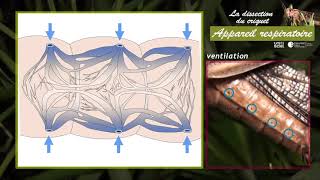 La dissection du système respiratoire du criquet [upl. by Gney]