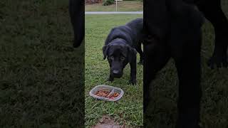 Hungry Stray Dog Too Skinny dog doglover feed stray animals northcarolina [upl. by Acimahs]