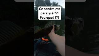 Ce sandre est paralysé 😳 fishing sandre fish zander [upl. by Demp487]