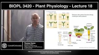 BIOPL3420  Plant Physiology  Lecture 18 [upl. by Redle721]