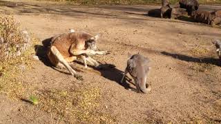 Red kangaroo scratching himself and enjoying life [upl. by Ylicec]