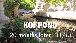 Koi Pond update 20 months after construction  Mandarin Ducks amp Turtles [upl. by Udella]