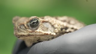 Toxic cane toads on the rise in SWFL during rainy season [upl. by Nnaasil]