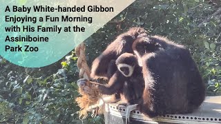 A Baby Whitehanded Gibbon Enjoying a Fun Morning with His Family papaatthezoo AssiniboinePark [upl. by Jaynell]