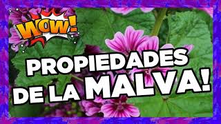 Para Que Sirve La Malva Blanca ▸ Malva Propiedades Y Contraindicaciones [upl. by Castor491]