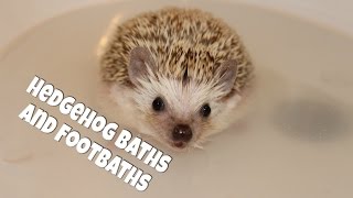 Hedgehog Care Baths and Footbaths 2014 [upl. by Nahpets857]