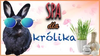 🐰Jak masować królika  czyliWELLNESSampSPA dla królików miniaturek🐰 [upl. by Aeneg]