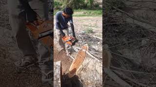 Husqvarna Chainsaw VS Big Wood chainsaw husqvarna shorts 1460 [upl. by Ainuj]