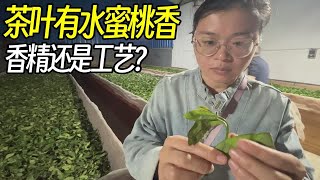 茶叶能喝出水蜜桃味，是添加香精吗？看茶厂师傅是怎么做出来的 [upl. by Wind]