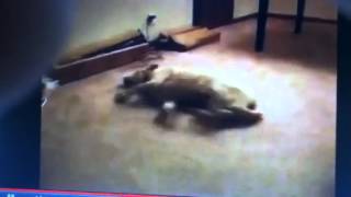 00 a dog sleep runs into a wall [upl. by Isbella131]