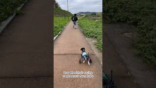 Dog wheelchair racing to get snack from PaPa 🐶 puppy letsgoforawalk cute dog doglover pets [upl. by Roy]