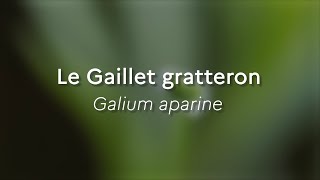 Galium aparine Especes phares [upl. by Nilesoj640]