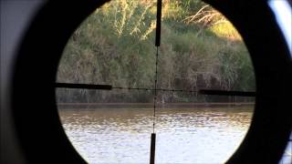 Airgun hunting nutrias and pigeons in Uruguay [upl. by Naujal]