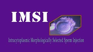 IMSI  Intracytoplasmic Morphologically Selected Sperm Injection [upl. by Erdnoed]