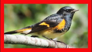 American Redstart Song American Redstart Call American Redstart Sound American Redstart Singing [upl. by Bonni44]