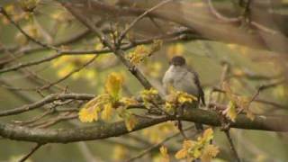 Blackcap Singing [upl. by Nilats288]