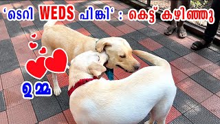 quotടെറി WEDS പിങ്കിquot  കെട്ട് കഴിഞ്ഞു  LABRADOR first mating  dog breeding  cute moments [upl. by Ahsiekit]