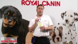 Los premios para perros  Educación canina Royal Canin [upl. by Odlabso]