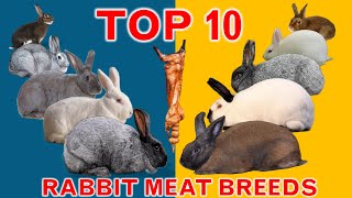 Top 10 Rabbit Breeds for Meat [upl. by Markus]