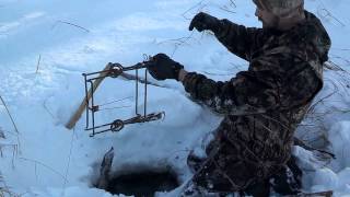 How to set Beaver traps under the ice [upl. by Tibbs]