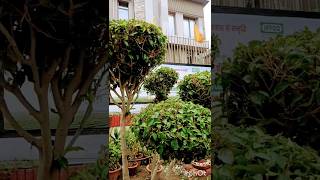 Ficus plants oddlysatisfying satisfying spring diy buxus topiary deforeandafter hedgetrimm [upl. by Yartnoed692]