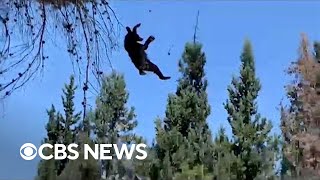 Bear in Mexico dramatically falls from 49foottall tree [upl. by Chick]