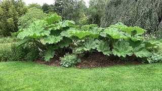 Gunnera manicata amp tinctoria How to tell the difference [upl. by Mignonne259]