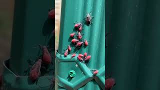 How to Get Rid of Boxelder Bugs [upl. by Eiznikcm]