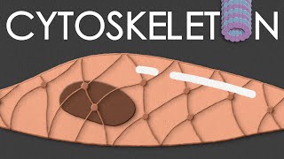 Cytoskeleton structure and function [upl. by Askari]