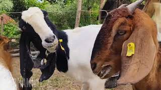 GOAT FARMING🐐🐐 OUR ACTIVITIES WITH TAME AND CUTE GOATS [upl. by Chrystel571]