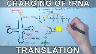 tRNA Charging or Aminoacylation  Translation Initiation in Prokaryotes [upl. by Alpers808]