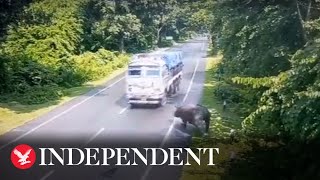 Shocking footage shows a rhino being hit by a moving lorry [upl. by Alfreda]