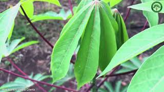 Manihot Esculenta Crantz  Vegetable Crops  🇵🇦 Panama [upl. by Salsbury]