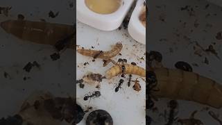 Alimentando mis Solenopsis Geminata mirmecologia ants hormigas [upl. by Olympe]