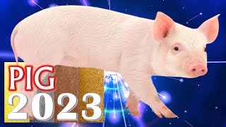 Pig Horoscope 2023 ❤ Born 2019 2007 1995 1983 1971 1959 1947 1935 [upl. by Mahgem]