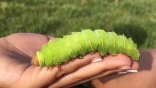 Large green Caterpillar [upl. by Ynotna301]