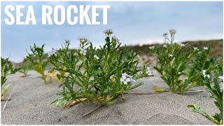 Sea Rocket  A tasty coastal edible herb [upl. by Naugan]