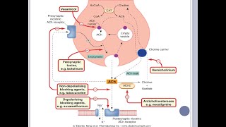 Vias colinergicas y Farmacos que modulan la actividad de la acetilcolina [upl. by Shiroma924]