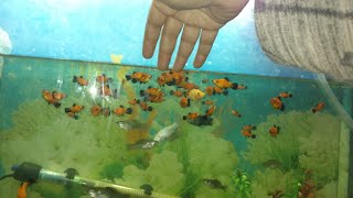 Cichlid Carp Angel Golden Fish Farm in Kolathur Chennai  Low price  வண்ணமயமான மீன் பண்ணை [upl. by Cj]